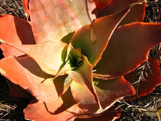 Alternative Plants for Invasive Species: 8 Attractive, Non-Invasive Garden Options