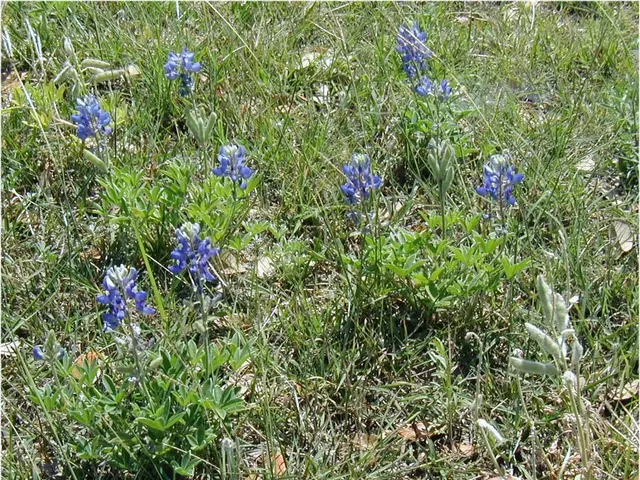 Planting Bulbs in Michigan Spring: Crucial Timeframe Guidelines for Garden Enthusiasts