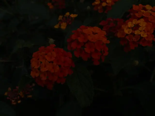 Homeowner posts captivating video showcasing recently built backyard element, fulfilling essential...