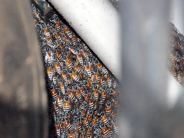 Jürgen Binder Aspirant for the Vice Presidency Role in APIMONDIA