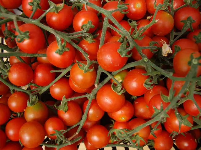 Pruning Tips for Indefinite Tomatoes: Crucial Guidance for Thriving Vegetation