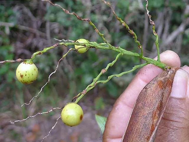 Most Suitable Automatic Seed Dispensers for Small-Scale Agriculture Farms