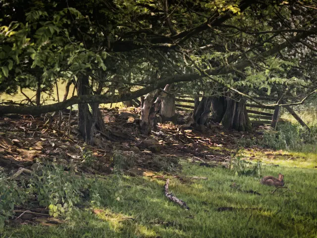 Enhancing Curb Appeal: Transforming Nature-Strips into Colorful Oases