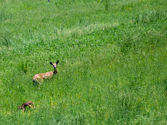 Effortless Tips for Backyard Beautification: 10 Straightforward Methods to Enhance Your Outdoor...