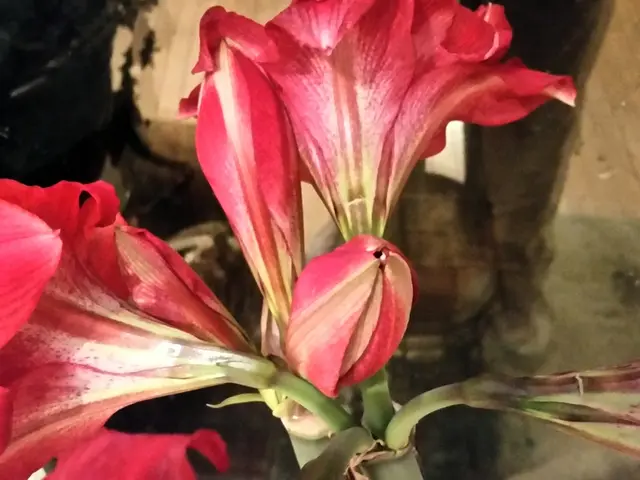 Amaryllis Blooms for the Holidays: Learn About Storage, Caring Tips, and More