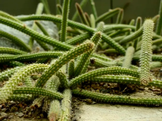 Guide to Cactus Maintenance: Tips and Tricks for Growing Thorny Trees at Home