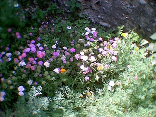 Top Perennials Thriving in Partial Shade and Low Light Conditions: A Selection of 8 Options