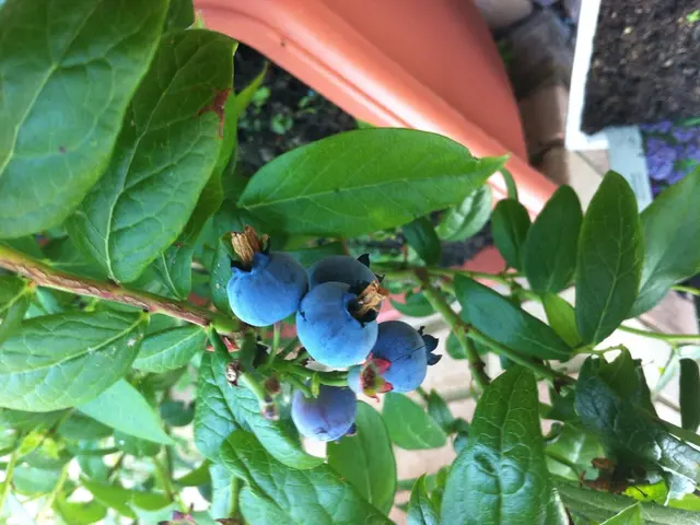 Garden and Blueberries, What a Delightful Week!