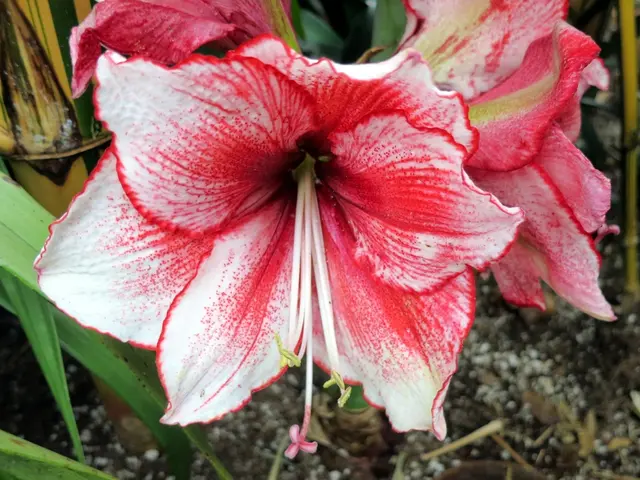 Enriched Soil with Phosphorus: Enhancing Plant Growth