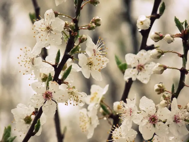 Cultivating and Nurturing Hyacinths: A Comprehensive Handbook!