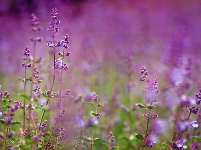 Cultivate 5 Varieties of Lavender for Stunning Aroma and Vibrant Blossoms