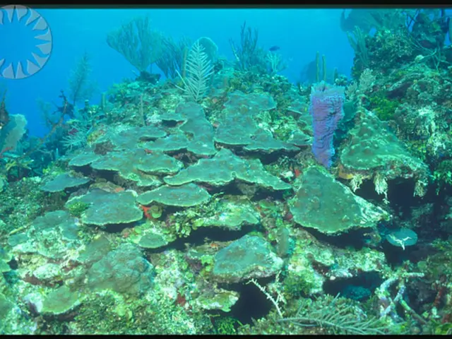 Adapting to Extreme Summer Conditions: How Plants Cope