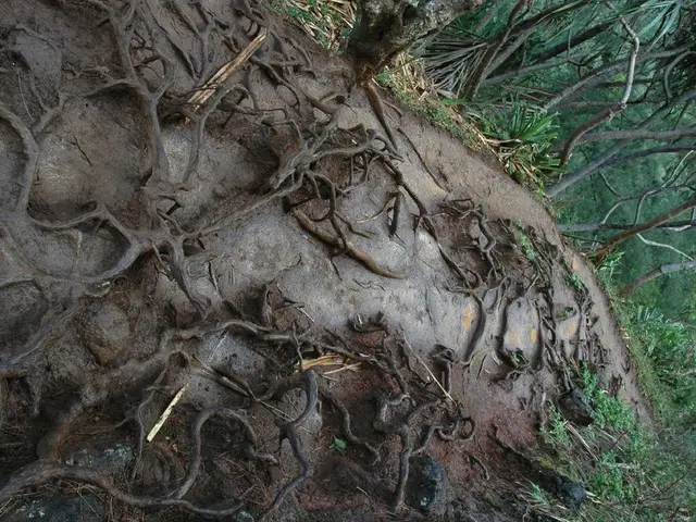 Revitalizing and Strengthening Bonsai Root Networks: A Technique for Boosting Root Growth