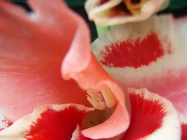 The Intriguing Query: Which among the Welsh daffodils truly embodies authenticity