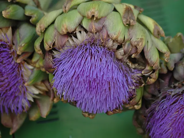 Guide for Cultivating Globe Artichokes: A Step-by-Step Process