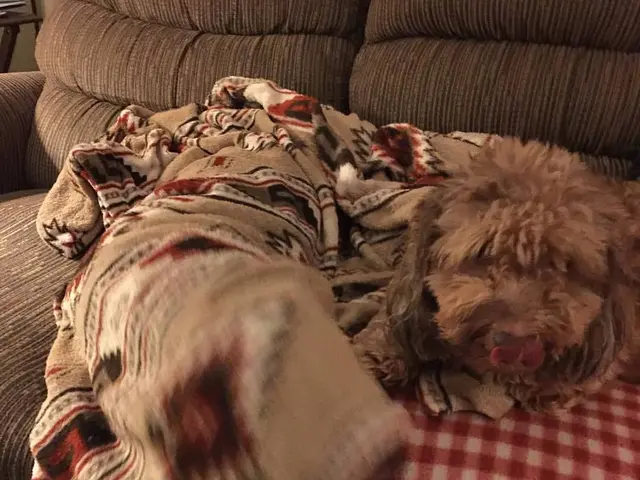 Revamping Your Luxury Sofa: A Premium Technique to Reignite Your Couch's Charm