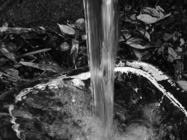 Strategies for Nurturing Wisteria to Prevent It from Dominating Your Garden