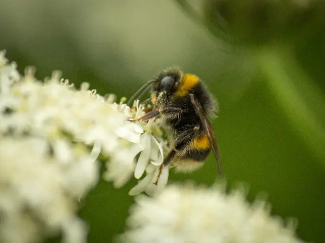 Rhine Region's Animal Welfare Standards