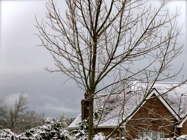 Winter Garden Care: Dealing with Winter Burn and Frost Destruction in Plants