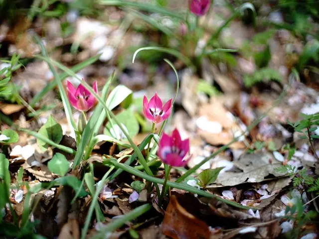 Tending to a Garden for Newcomers: Essential Steps for Nurturing Your Outdoor Haven