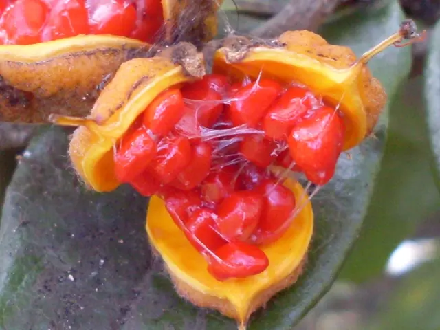 Harvest fresh edibles in June