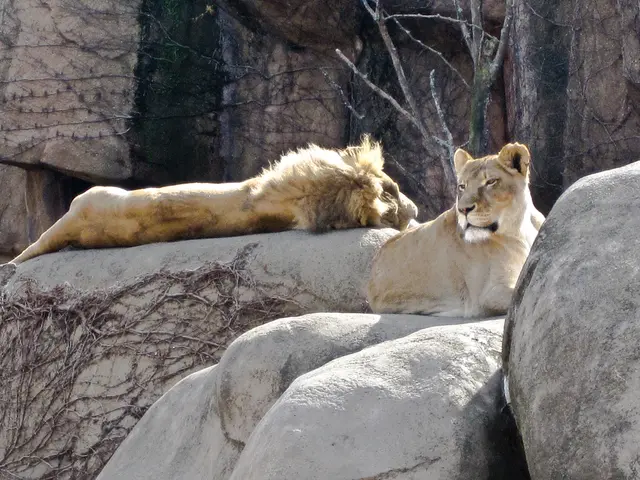 Mountain lion attack on a child during a family hike along a well-known trail in Olympic National...