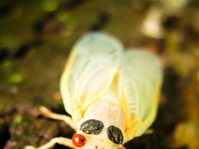 Soil Insects on Plants: Identifying Their Nature