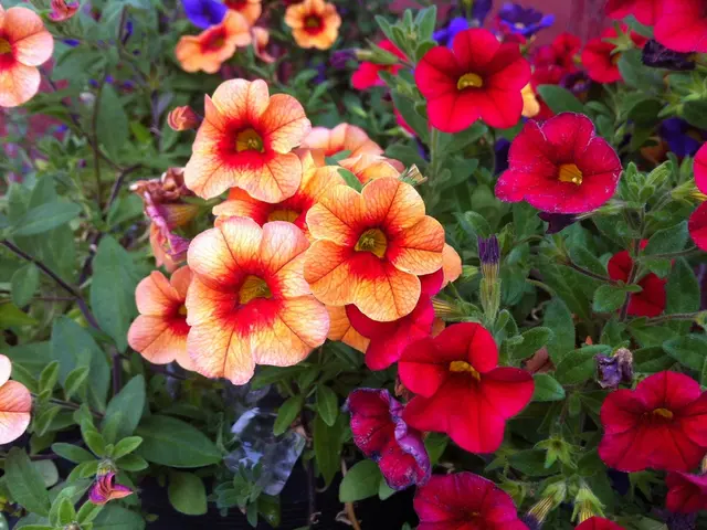 Red Blooming Perennials for Gardens: 11 Stunning Varieties to Consider