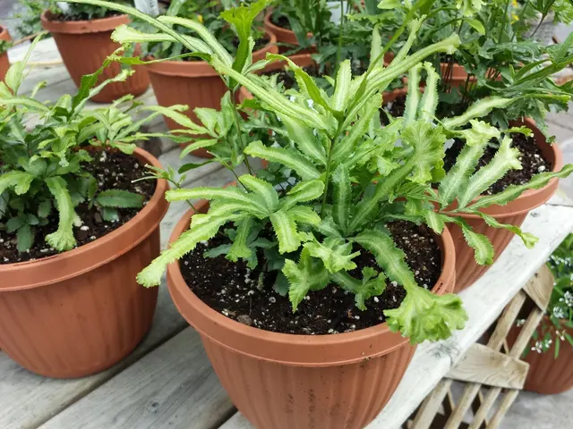 Learn to create painterly plant pots, stylishly designed by Benton End's head gardener