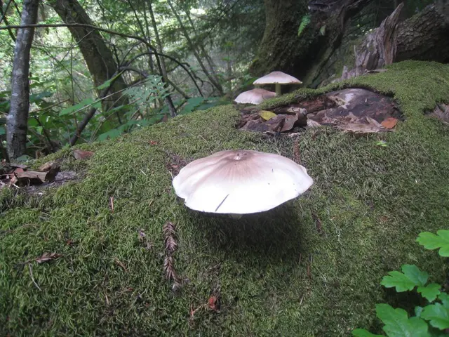 Harvesting Mushrooms in the Southwest - Current Opportunities Available