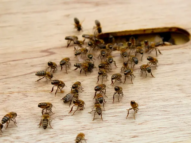 Home and Garden Pest Management with Safe Diatomaceous Earth