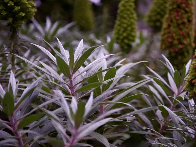 Guidance on Separating Clumping Annual Plants