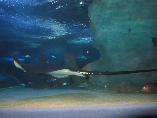 Dangerous marine life encounters are a concern for swimmers in Mallorca, including sharks, rays,...