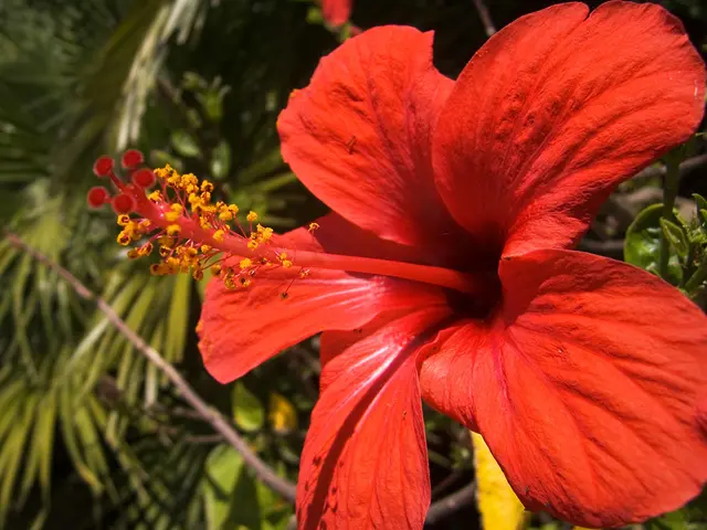 Must-Have Hibiscus Plant Varieties for Every Garden Enthusiast