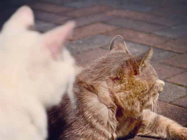 Top-Ranked Flea Collars Suitable for Cats of Varied Ages and Breeds