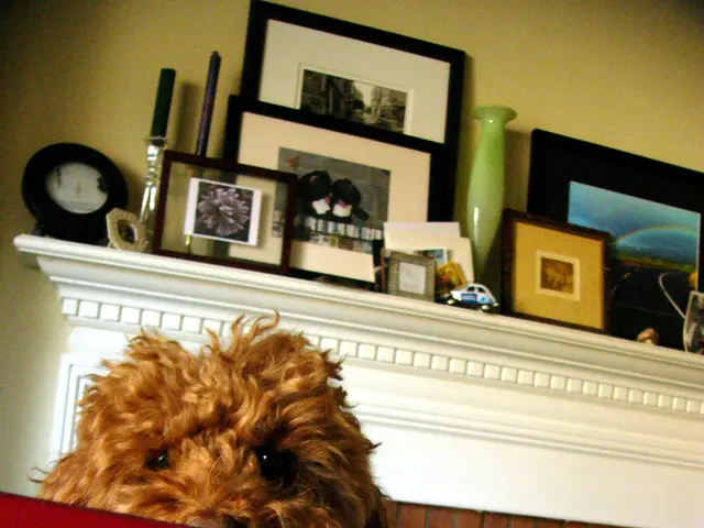 Amazon's Prime Day offering surprises with a two-pack of pet cameras priced under $70 on sale!