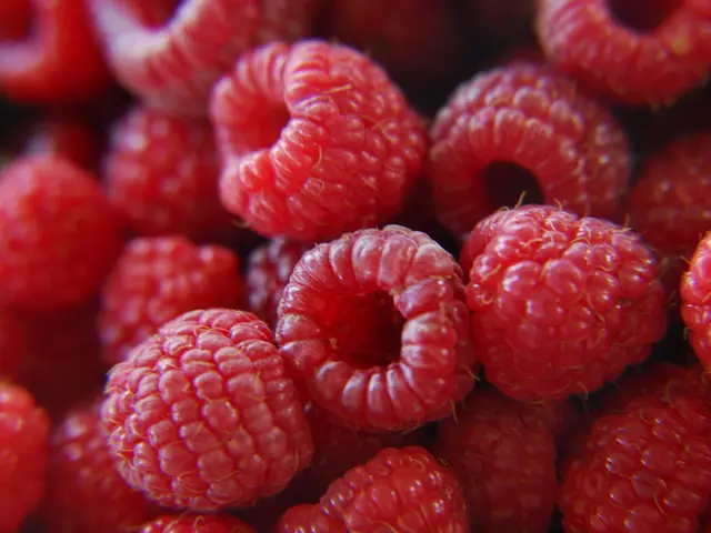 Strategies assured by a horticulture expert for a bountiful raspberry harvest: Discover the top...