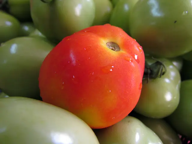 Securing Tomatoes from Phytophtora: Essential Guidelines