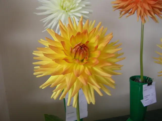 Winter Pot for Wildlife Heating Up: Cornus alba and Cotoneaster Create a Warm Refuge for Wildlife...