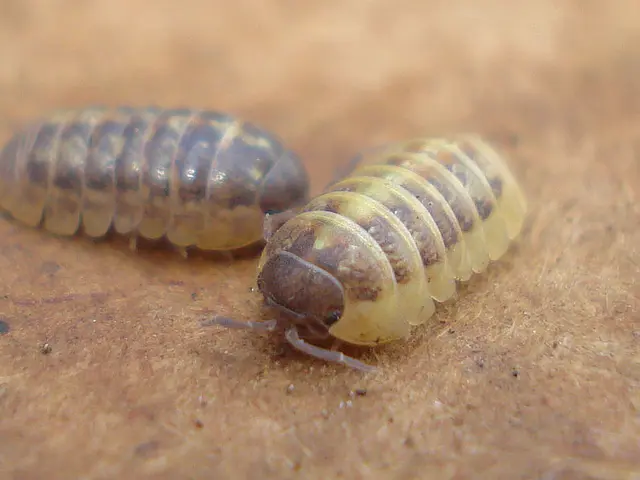 Efficient Methods for Wasp Management in a Natural Way