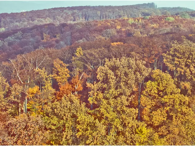 The Benefit of Each Tree We Encounter: An Appreciation