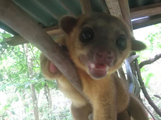 Acquiring a shelter pet for adoption