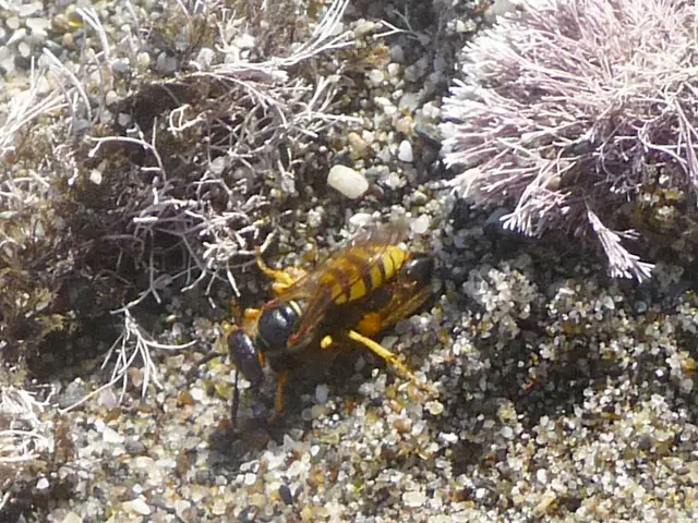 Stumbling upon a swarm of hornets' home