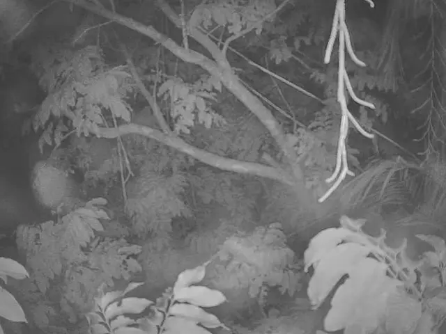 Gardening Expert Reveals the 5 Trees He'd Avoid Planting in Any Yard, Suggesting Alternatives...