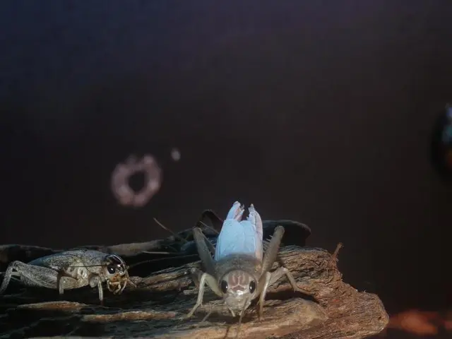 Cedar Oil: A Debatable Soil Amendment or Potential Plant Toxin?