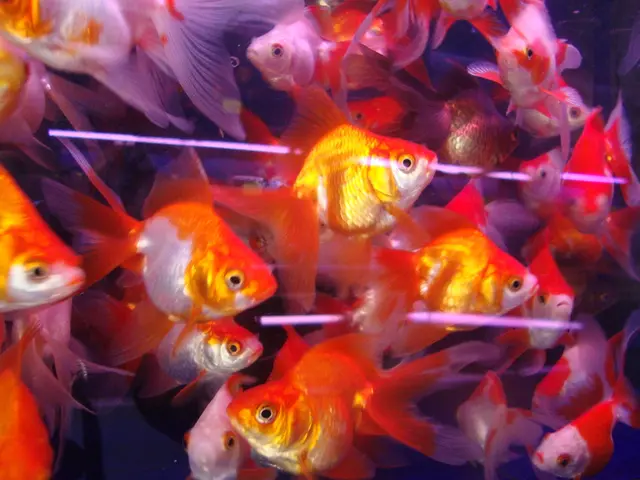 Potential Pitfalls to Consider When Formulating Your Plan