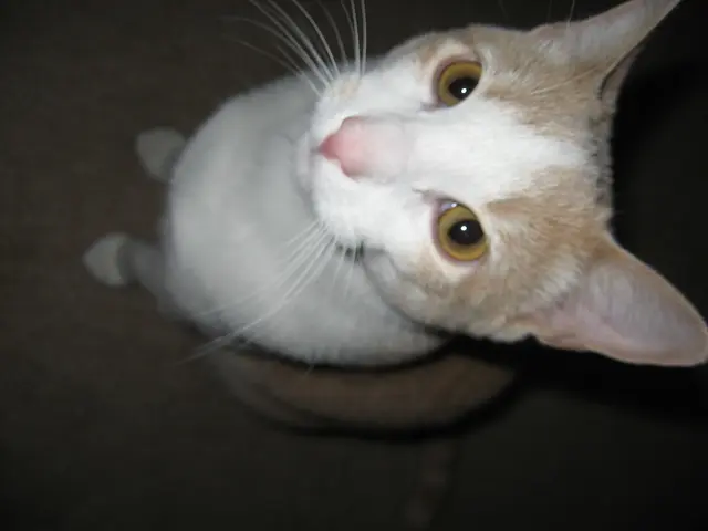 Cats Belonging to Hemingway Residing in Key West