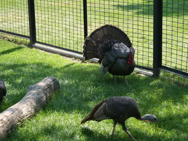 Exploring the Wonders of the Wild: A Guide to Bird Watching Everywhere