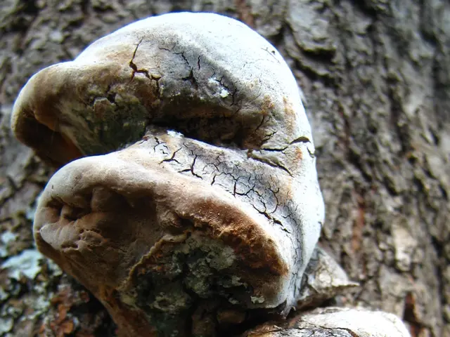 Apple afflicted with Black Rot and Frogeye Leaf Spot fungal diseases