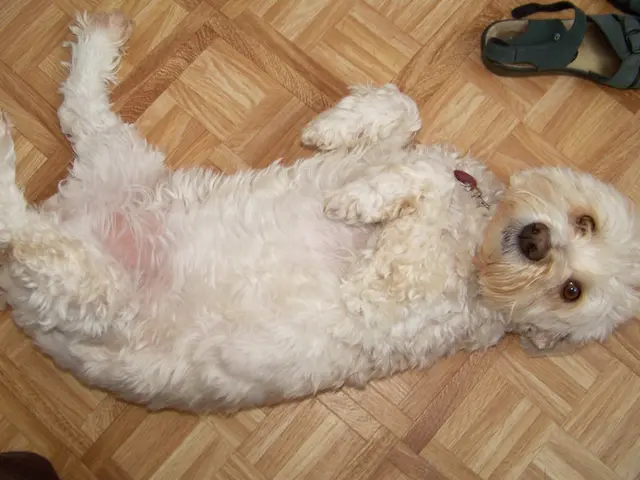 Method for Humidifying a Dog's Footpad